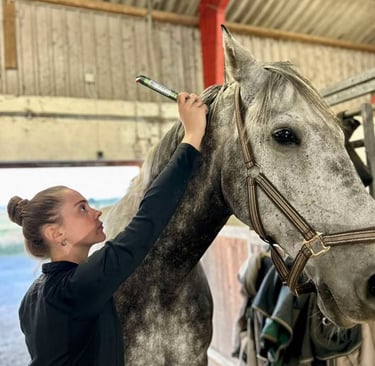 Hesteterapeut Laserterapi til hest