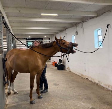 Hesteterapeut på Bornholm leder hest og klient gennem en terapiøvelse i rolige omgivelser