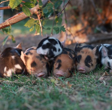 Private farm tour pasture pigs