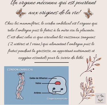 cordon ombilical