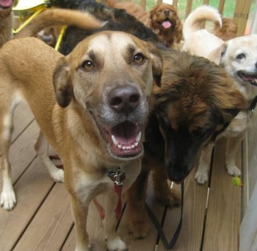 Dogs waiting to come inside at dog daycare
