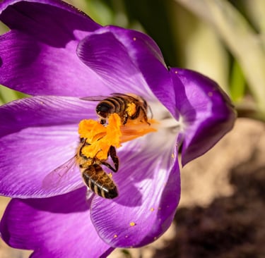 Two honeybees collecting yellow pollen inside a vibrant purple crocus flower in spring sunlight.