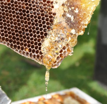 Golden organic honey dripping from a natural beeswax honeycomb during a fresh harvest.