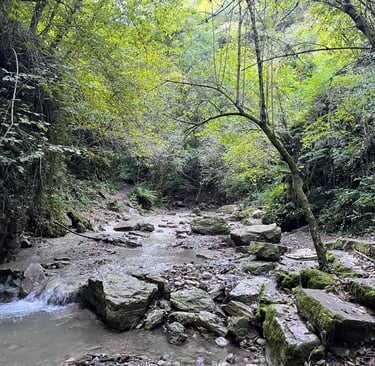 Orto Botanico delle Conifere di Ome