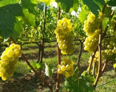 Vigneti della Franciacorta