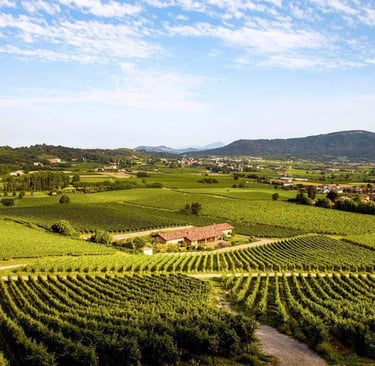 Vigneti della Franciacorta