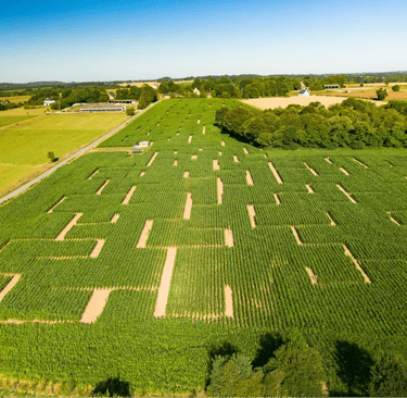 Vue aérienne d'un grand labyrinthe de maïs vert dans un champ rural entouré d'arbres et de terres ag