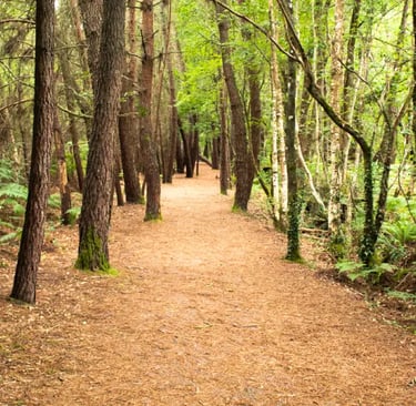 Large sentier de terre serpentant à travers une forêt verdoyante luxuriante, plantée de grands pins 