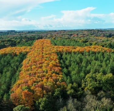 Vue aérienne d'une croix géante formée par des arbres aux teintes orangées d'automne dans une forêt 