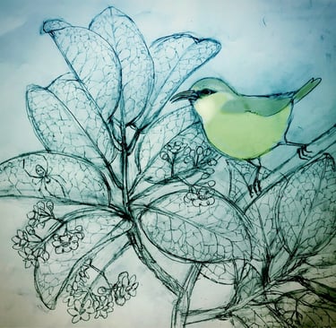 alawi native bird of Hawaii sketch by Erzsi Palko