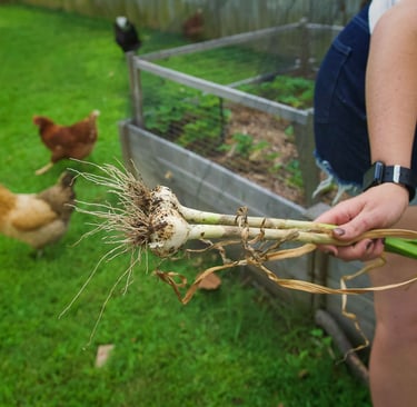  Select item File name:  image-of-back-yard-gardening