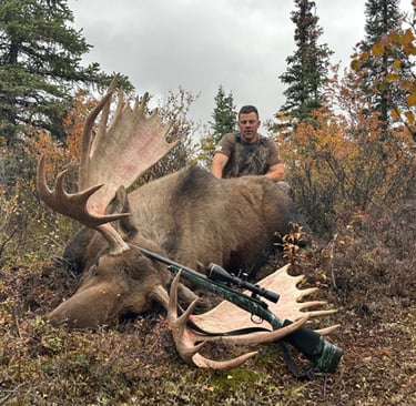 Successful moose hunting harvest in the thick Alaskan brush.