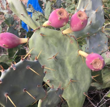 Cactus avec fruits Raquette de cactus Opuntia ficus-indica portant des fruits de couleur magenta/ros