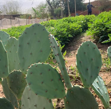 Système d'Association Champs cultivés démontrant le système d'association de cultures avec le cactus