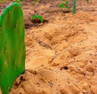 Cactus en sol aride Plantation de cactus Opuntia démontrant sa résilience dans un sol aride et sec