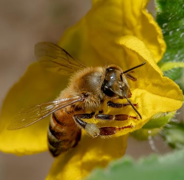 Identificando os Principais Riscos no Camping - Abelha