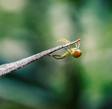 Identificando os Principais Riscos no Camping - Aranha