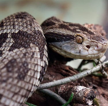 Identificando os Principais Riscos no Camping - Serpente