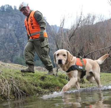 a dog is walking through the water with a man in a vest and a vest gope carabineros de chile