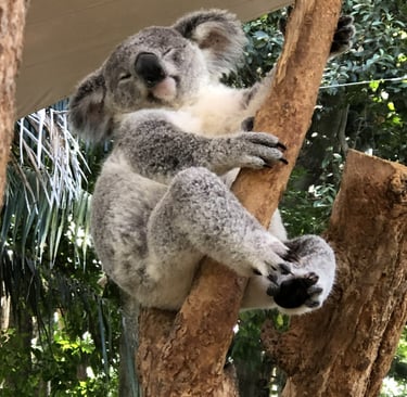 Koala in Sydney, Australia :)