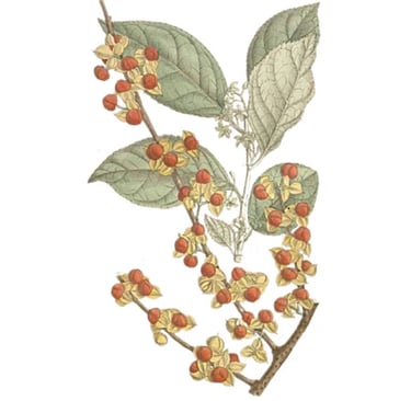 Jyotishmati (Intellektbaum)