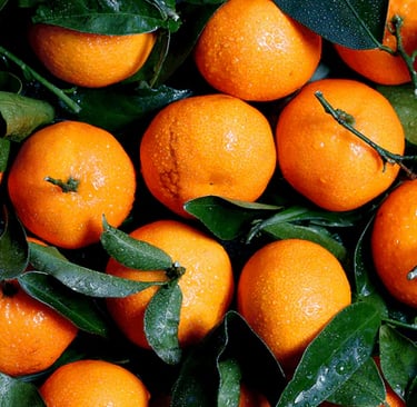 a bunch of oranges are shown in this picture