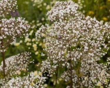Valerian (Valeriana Officinalis)
