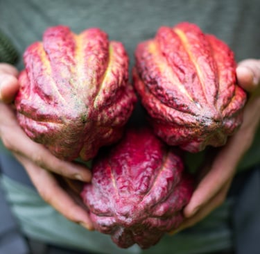 A person holding three ripe red and yellow cacao pods freshly harvested from a cocoa farm.