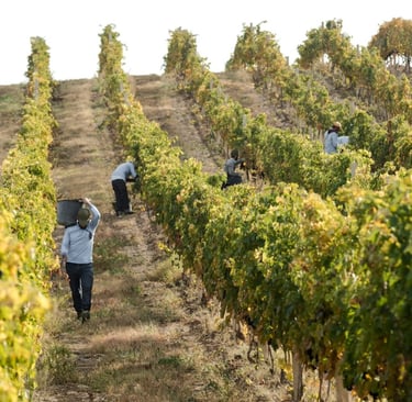 Harvesters carry baskets full of grapes at an Armenian vineyard.