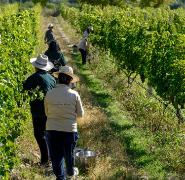 Farm workers wearing straw hats harvesting wine grapes in a lush green vineyard under bright sunlight.