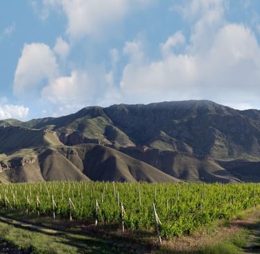 Lush green vineyard rows in a mountain valley under a blue sky with soft white clouds.