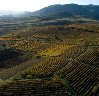 Aerial view of a sprawling vineyard landscape with golden autumn grapevines and mountain backdrop.