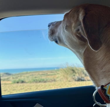 Rescue dog looking out a car window during a road trip to Portugal from France