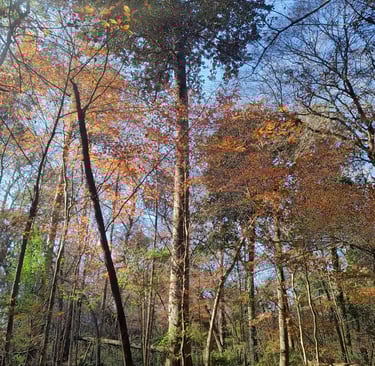 Arabella, queen of the forest