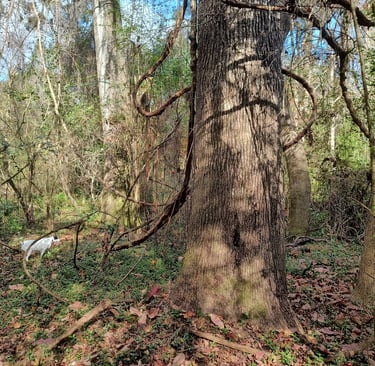 Merry and Pippin, sycamore trees in the park
