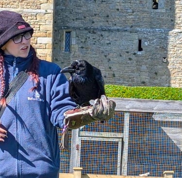 A view of a person holding a bird of Prey at a display show.