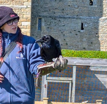 Birds of Prey show at Bolton Abbey