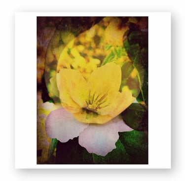 A dreamy photography shows a vibrant yellow quince flower blooming against a dark, leafy background