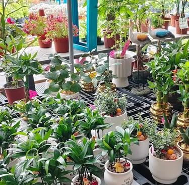 Indoor plants in white pots at garden nursery – Yie Yang Landscape, Malaysia