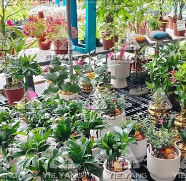 Indoor plants in white pots at garden nursery – Yie Yang Landscape, Malaysia