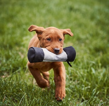 Berger australien, staffie, chiots, éducation canine, comportementaliste canin, seine et marne 77