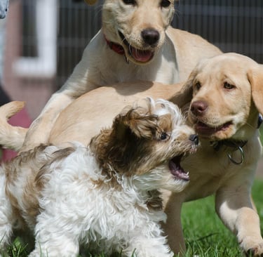 Golden retriever, labrador, chiots, éducation canine, comportementaliste canin, seine et marne 77