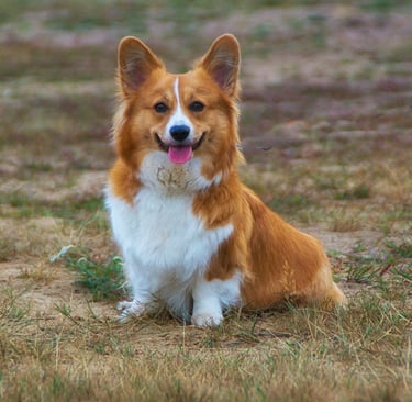 Bilan comportemental chien à domicile – Marne-la-Vallée - Seine-et-Marne