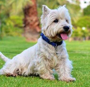 Anxiété de séparation. Chiens adultes, chiots, éducation canine seine et marne 77