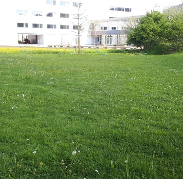 Wiese vor Pfadiheim Ägeri