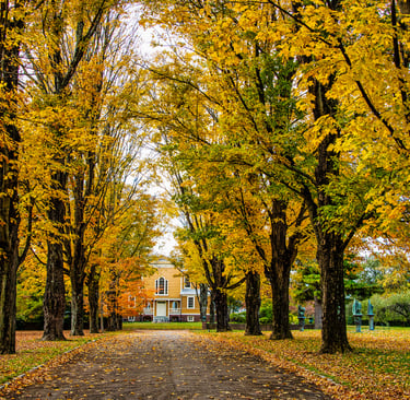 Fall trees with yellow leaves lining driveway