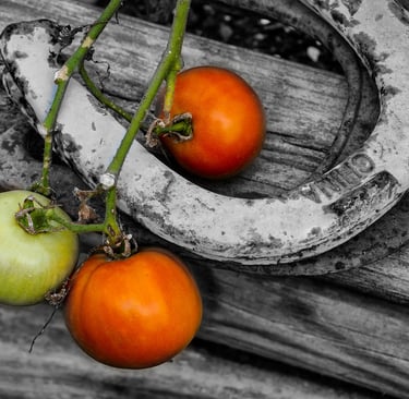 Photo of horseshoes and tomatoes