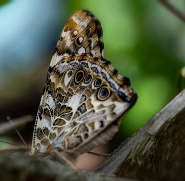 Photo of moth closeup