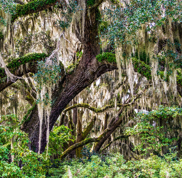 Photo of a tree covered with Spanish moss