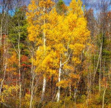 Photo of birch trees with yellow leaves in NY